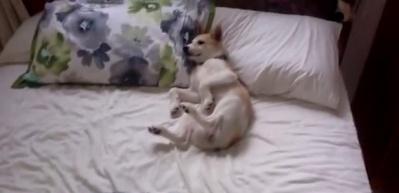 İşte d&uuml;nyanın en &uuml;şenge&ccedil; k&ouml;peği
