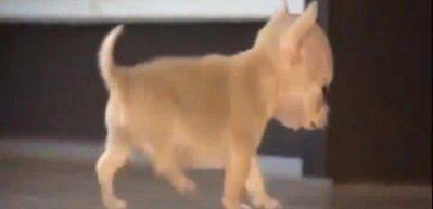 İşte d&uuml;nyanın en k&uuml;&ccedil;&uuml;k k&ouml;peği