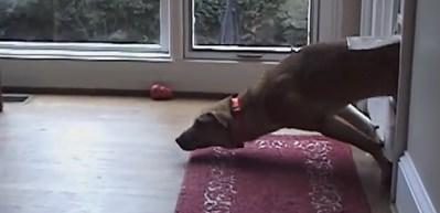 İşte d&uuml;nyanın en şanssız k&ouml;pekleri