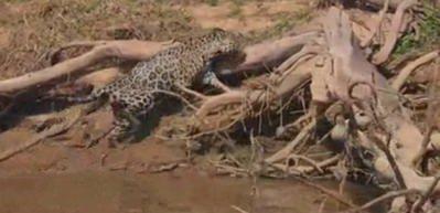 Jaguar timsahı avladı