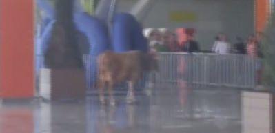 Ka&ccedil;ak boğa alışveriş merkezini birbirine kattı