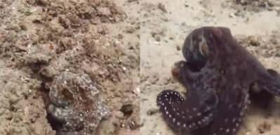 Kamuflajta en etkili hayvanlardan biri ahtapotun inanılmaz değişimi!