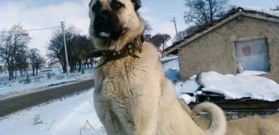 Kangallar yurt dışında da ilgi odağı