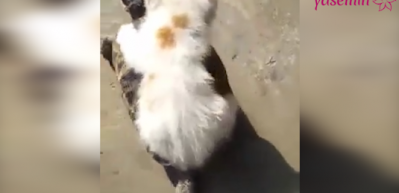 Kaplumbağayı vosvos gibi kullanan kedi