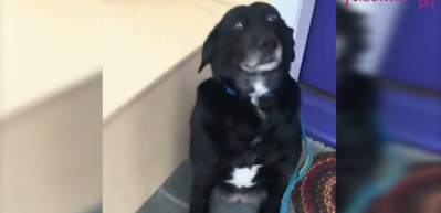 Kar yağmasından korkan k&ouml;pek