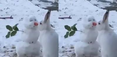 Kardan adamın havucunu yiyen minik tavşan g&uuml;ld&uuml;rd&uuml;!