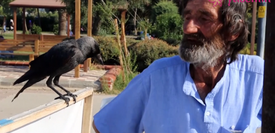 Karga ile &ccedil;ay servisi ilgi odağı oldu!