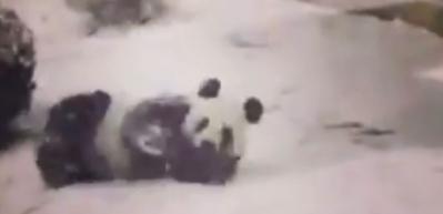 Karın gelmesi en &ccedil;ok pandaları mutlu etti