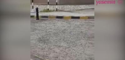 Karıncaların g&ouml;&ccedil;&uuml; sosyal medyayı salladı! 
