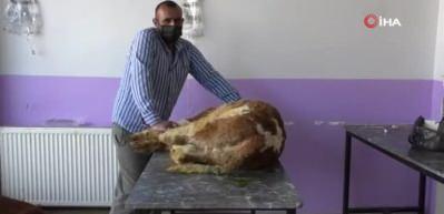 Kars&rsquo;ta buzağılarda korona vir&uuml;s g&ouml;r&uuml;ld&uuml;