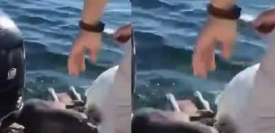 Katil balinalardan ka&ccedil;an fokun korku dolu anları