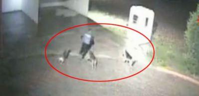 Katil k&ouml;peklerin kamera g&ouml;r&uuml;nt&uuml;s&uuml; ortaya &ccedil;ıktı