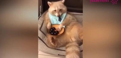 Katur kutur kiraz yiyen Rakun sosyal medyayı salladı