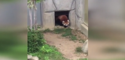 Kayadan &ouml;d&uuml; kopan kırmızı panda kahkahaya boğdu
