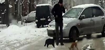 Kedi kavgasına m&uuml;dahale izlenme rekoru kırdı