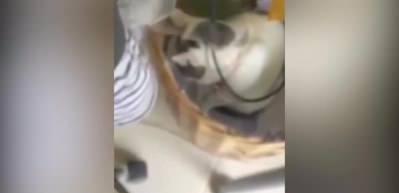 Kedi ile papağanın dostluğu şoke etti!