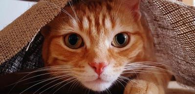 Kedi kumu nasıl temizlenmeli? Kedi Kumu kokusuna karşı ne yapılmalı?