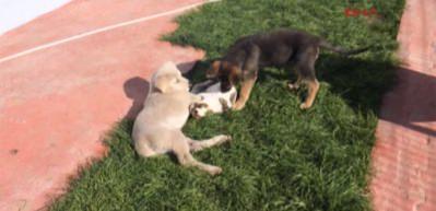 Kedi ve k&ouml;peklerin dostluğu