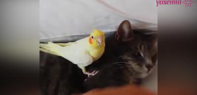 Kedi ve kuşların dostluğu şaşırttı!