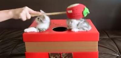 Kedi yakalama oyunu ger&ccedil;ek oldu