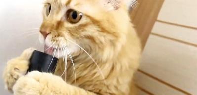 Bu kedi ne yapıyor?