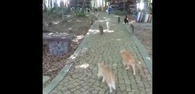 Kediler Mozart'ı duyunca yemeğe koşuyor