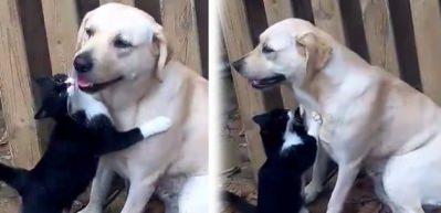 Kediyle k&ouml;peğin şaşırtan dostluğu