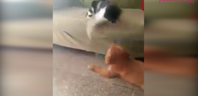 Kendisini rahatsız eden k&ouml;peğe haddini bildiren kedi