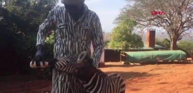 Kenya'da &ouml;ks&uuml;z kalan zebraya zebra kıyafetli g&ouml;revliler bakıyor