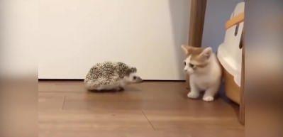 Kirpi tarafından k&ouml;şeye sıkıştırılan masum kedi!