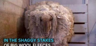 Kırpılmamak i&ccedil;in 6 yıl boyunca ka&ccedil;an koyun!