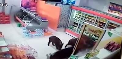 Kırsal mahalleye inen domuz s&uuml;r&uuml;s&uuml; iş yerleri ve evlere girdi