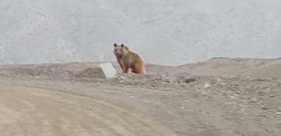 Kış uykusundan uyanan ayı kamerada!