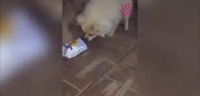 Kokusu k&ouml;peği &ccedil;ileden &ccedil;ıkardı
