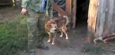 Rusya'nın en inat&ccedil;ı k&ouml;peği kamerada