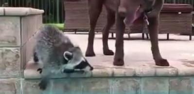 K&ouml;peği suya girmesi i&ccedil;in cesaretlendiren rakun