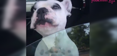 K&ouml;peğin &ccedil;ığlıkları sahibini şoke etti