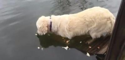 K&ouml;peğin inanılmaz balık avı