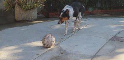 Sahibinin s&ouml;z&uuml;nden &ccedil;ıkmayan k&ouml;pek