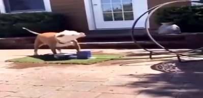 K&ouml;peğin su i&ccedil;me &ccedil;abası g&uuml;ld&uuml;rd&uuml;!