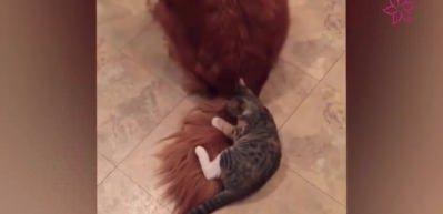 K&ouml;peğin yavru kedi ile imtihanı