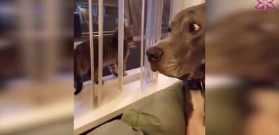 K&ouml;peğin yavru kedi tedirginliği