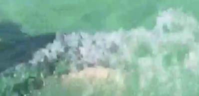 K&ouml;pek balığına yem olacaklardı