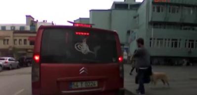 K&ouml;pek dolmuşa gelince... G&uuml;n&uuml;n en komik videosu!
