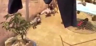 K&ouml;pek, kızgın horozu durdurmak istedi ama...