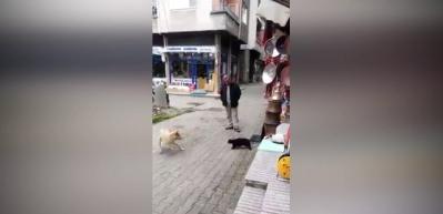 Köpek, Trabzonlu kediye atar yapınca...