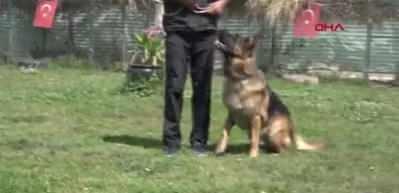 'K&ouml;pekler, koronavir&uuml;sl&uuml; hastayı tespit i&ccedil;in eğitilebilir'