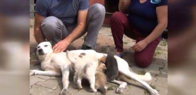 K&ouml;pekten insanlık dersi