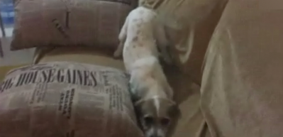 Korku filmi izlerken korkan k&ouml;pek