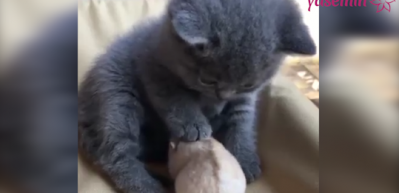 Korkusuz hamster kediyle oyun oynuyor